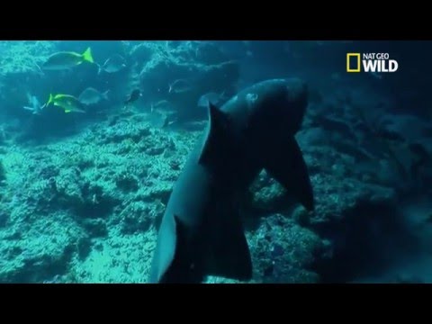 Vidéo: Requin taureau : description, mode de vie, nutrition