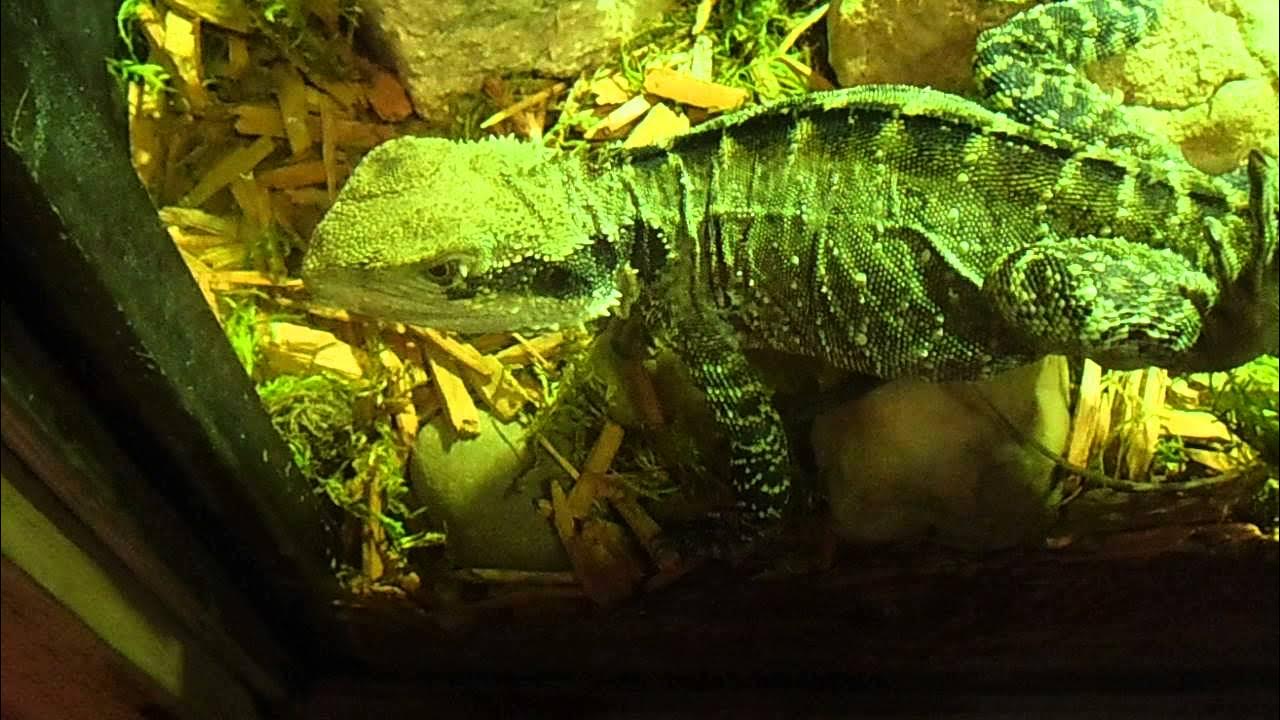 Aquarium Le Bugue YouTube