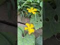 #bolero #nhacbolero #tamtrang #garden #gardening #farming #nhachaymoingay #nhactrutinh #shorts