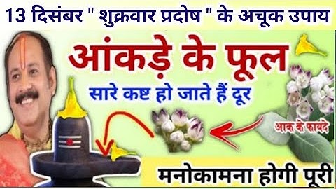 13 दिसंबर शुक्रवार प्रदोष के उपाय | आंकड़े के फूल का उपाय करना | pradeep mishra today upay