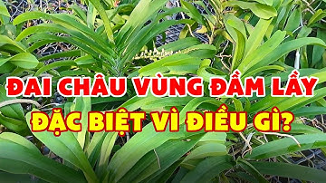 Điều đặc biệt của đai châu vùng đầm lầy