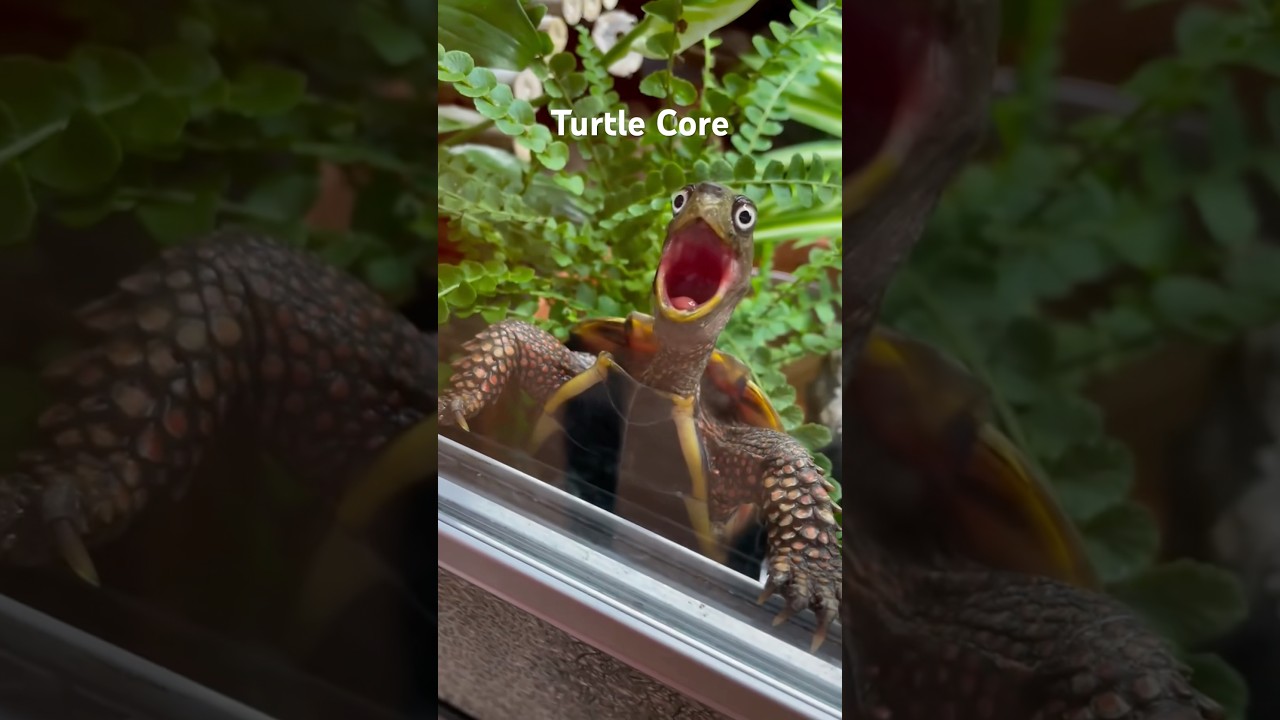 Turtle Core #animalshorts #animals #cute #cuteanimals #turtle #turtles