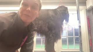 Gordon setter grooming  Andis fine tooth deshedding rake for de bulking the coat