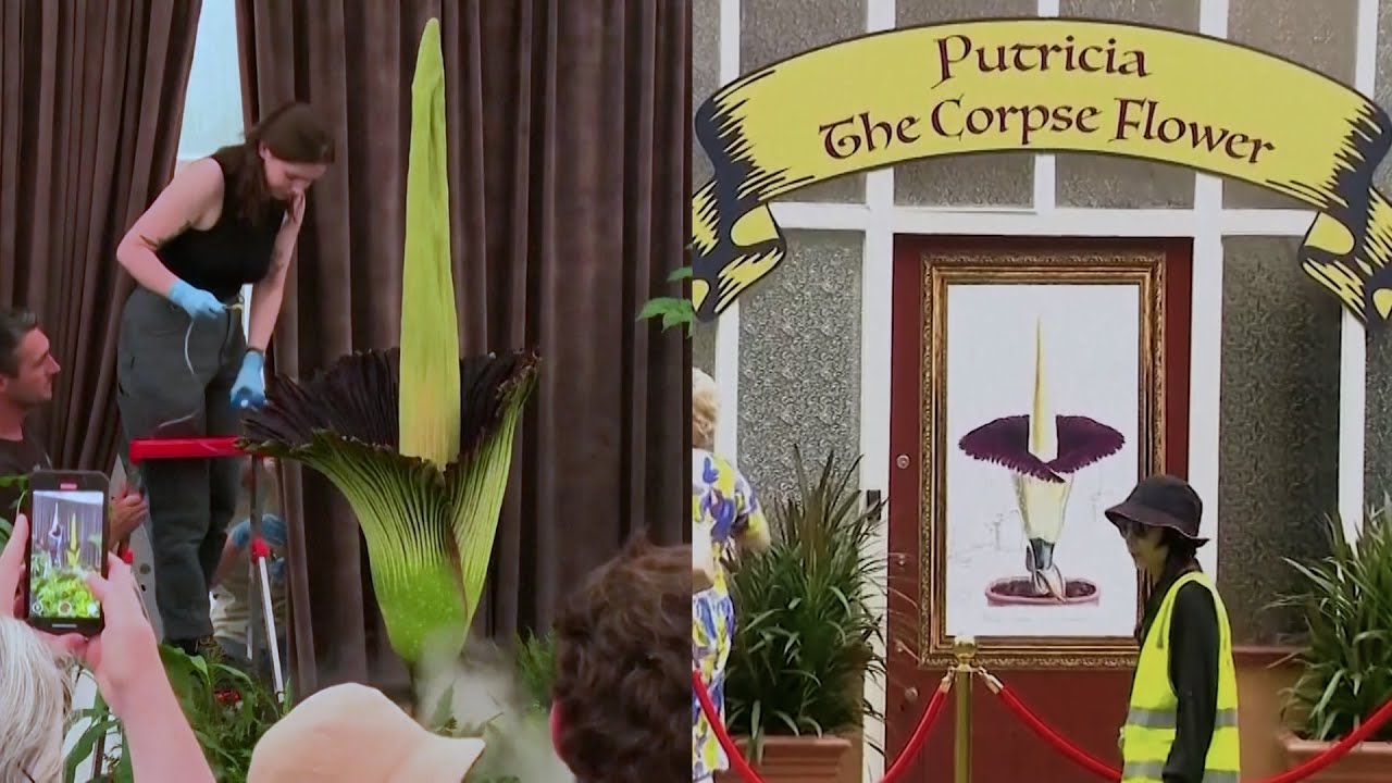 People Line Up to See and Smell 'Corpse Flower' in Australia
