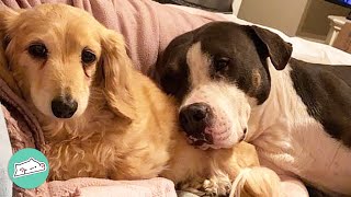 Quiet Bully Does Whatever His Dachshund Sister Commands | Cuddle Buddies