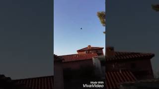 Chasse à la tourterelles