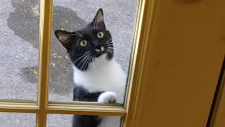 Tuxedo Cat Scratches at Window by TheCatLife 60 views 3 years ago 26 seconds