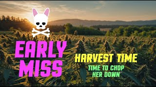 Labour Day Harvest - Early Miss - Episode Seven - Spider Farmer SF2000 Complete Grow Tent Kit