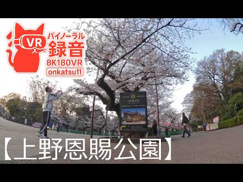 🌸[Ueno Sakura Festival 77th—Early Morning Walk at Ueno Park(8K VR180&Binaural Audio)]🌅Chapter Six‼