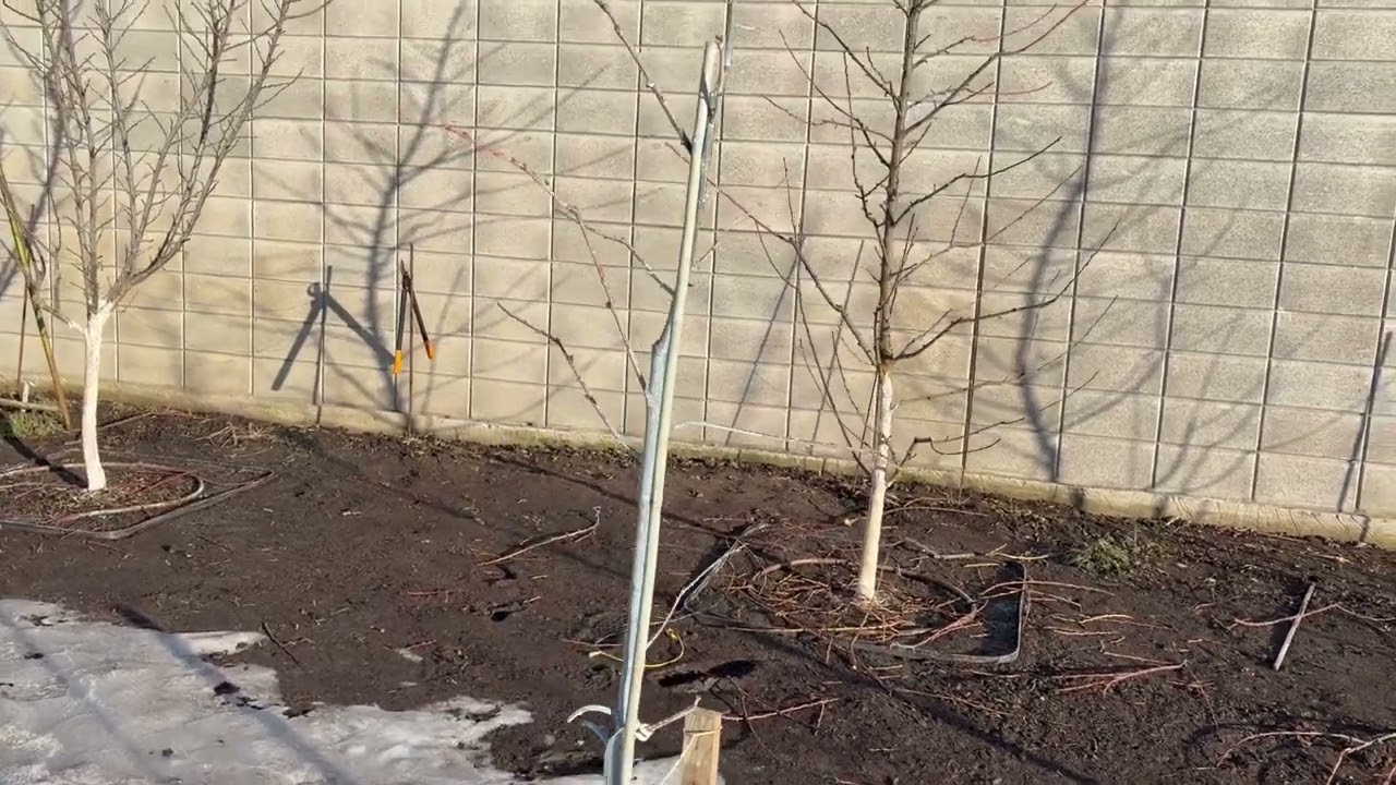 5 березня 2026 р - початок нового сезону. Огляд саду після обрізки