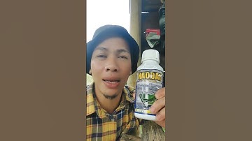 Atasi hama ulat dan lalat buah tanaman cabe #shorts #arispipit #tanamancabe