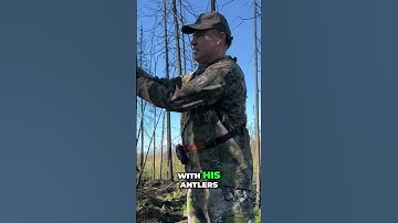 Alaska Bull Moose Hunting: Live Action Calling and Scraping