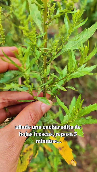Many people have parasites and don't know it - Paico is the solution 💚 #homeremedies