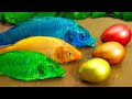 Stop Motion Cooking ASMR | Koi Fish Hunting Pink Catfish | Colorful Koi Fish | Primitive Cooking #12