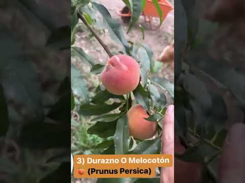 Video: El árbol ornamental tiene fruta: ¿Es bueno comer la fruta de los árboles ornamentales?