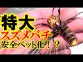 スズメバチ女王の毒針を切って無害化する