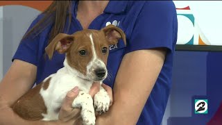Adopt Spud at the Houston SPCA