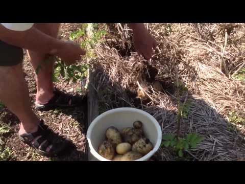Digging potatoes 2013