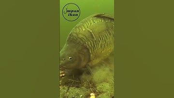 Kamu suka mancing pilih jenis ikan favoritmu! #shorts
