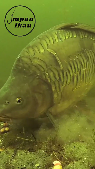 Kamu suka mancing pilih jenis ikan favoritmu! #shorts