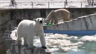 ララからデナリへのプレゼント？~The present of Polar Bear ?