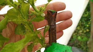 прививка летом абрикос / grafting the apricot in summer. apricot tree