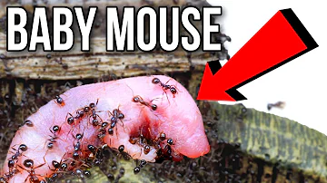 I Fed My Ant Colony A Baby Mouse