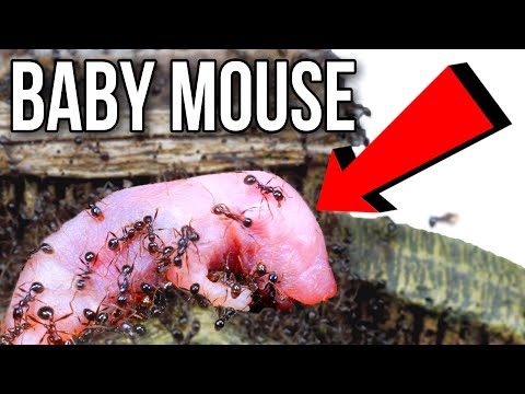 I Fed My Ant Colony A Baby Mouse
