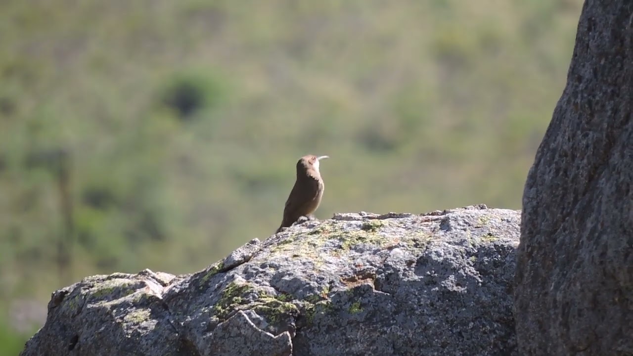Bandurrita Chaqueña (Tarphonomus certhioides)