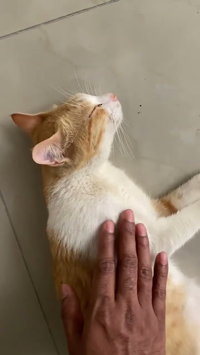 Vavavo 🐈#cat #youtubeshorts #cute #kitten #love #shortsfeed #pets #cutecat #shorts #trendingshort