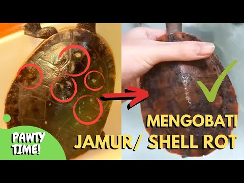 Video: Cara Menggunakan Home Remedies untuk Mengobati Batu Kandung Kemih pada Anjing