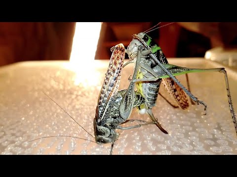 Wart-biter katydid pairing Спаривание серого кузнечика (Decticus verrucivorus).