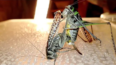 Спаривание серого кузнечика (Decticus verrucivorus). wart-biter katydid pairing.