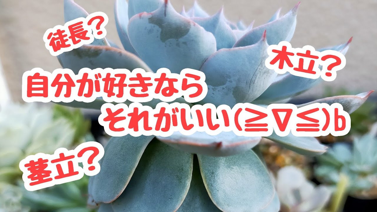 徒長 茎立 木立 可愛ければ良いよね 多肉植物 Youtube