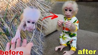Looking back at the change in baby monkey Kiti when he met his single mother
