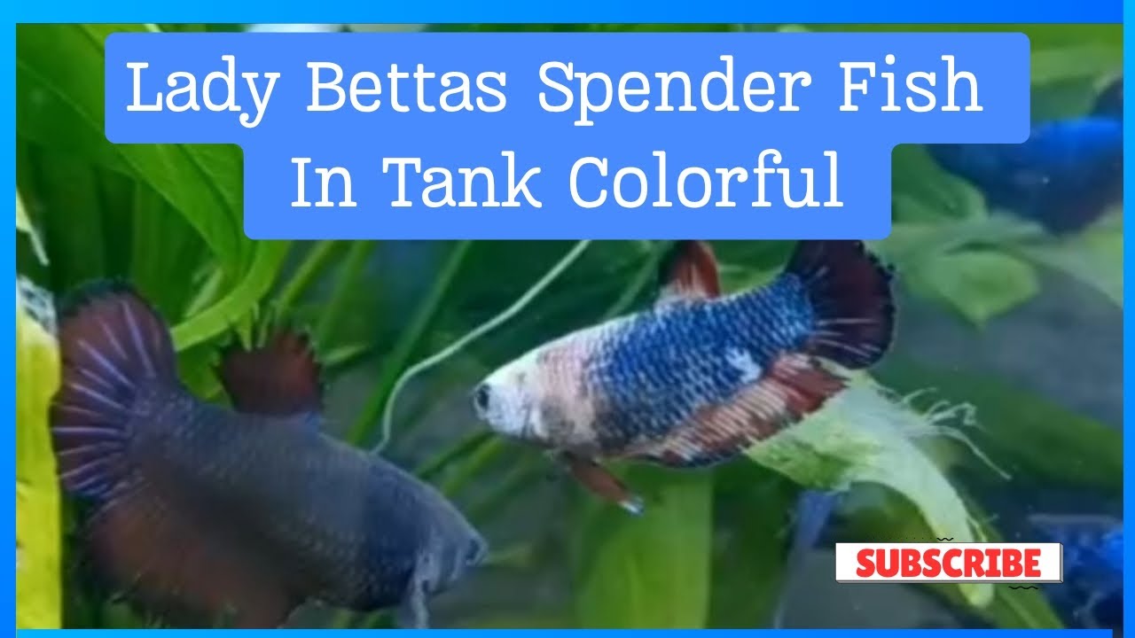 Lady Bettas Splender Fish In Tank Colorful #videos2026 #bettafish # ...