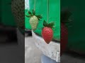 beautiful strawberry #strawberry #homegrown #gardening #cleanfood #strawberries #terracegardenindia