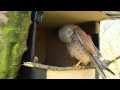 Kestrel male HD