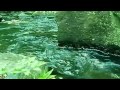 【癒し系】自然音 せせらぎ 水流音のみ