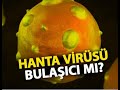 ÇİN'DE YENİ VİRÜS! HANTA VİRÜS NEDİR? (HANTA VİRÜSÜ NE KADAR TEHLİKELİ? NASIL BULAŞIR?)