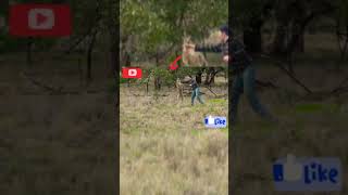 man fight with kangaroo, funny clip / आदमी कंगारू के साथ लड़ाई, अजीब क्लिप shorts