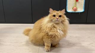 Trick Treat With My Cat Day 93