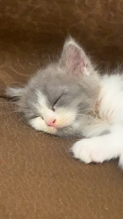 Cutest baby kitten purring while sleeping peacefully💤😴🐾#cuddlingmeows#