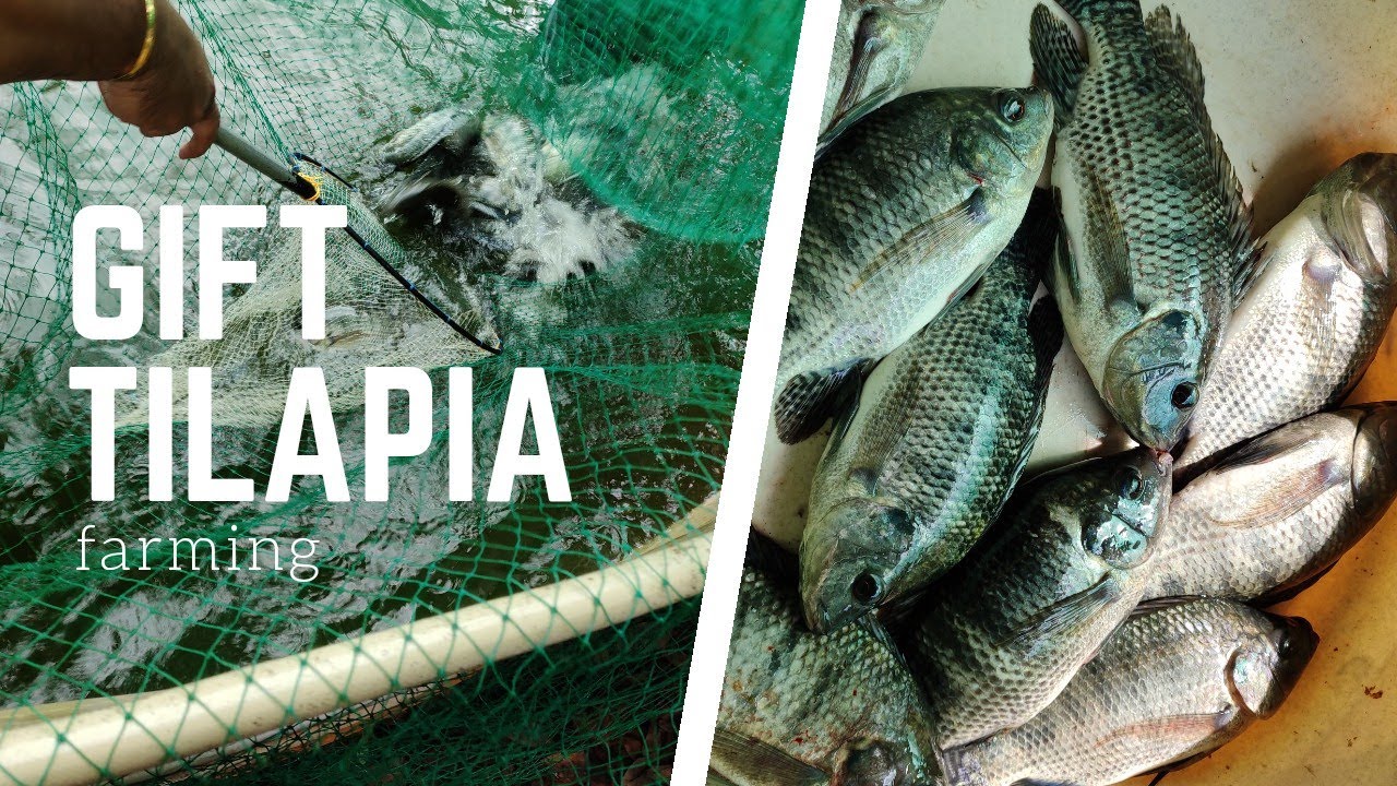 Gift Tilapia Farming in Kerala Home Modern fish pond fish catching YouTube