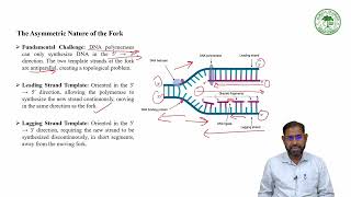 Lecture 28 - Replication forks
