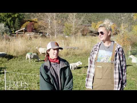 Rock Bottom Ranch: Sheep Breeding