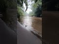 Pesona Mematikan Sang Brantas 🌊🐢