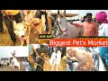 Biggest Pet Market in Malegaon yatra | horse baby market in maharashtra | Malegaon yatra nanded