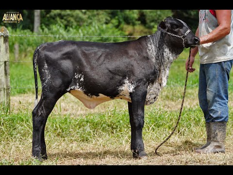 LOTE 46   14º LEILÃO ALIANÇA GENÉTICA LEITEIRA   1261