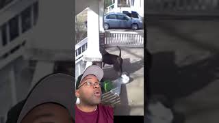 Doordash Delivery Driver Attacked by Dog